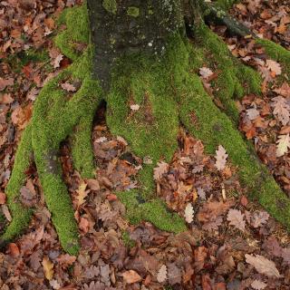 Photo Textures of Roots